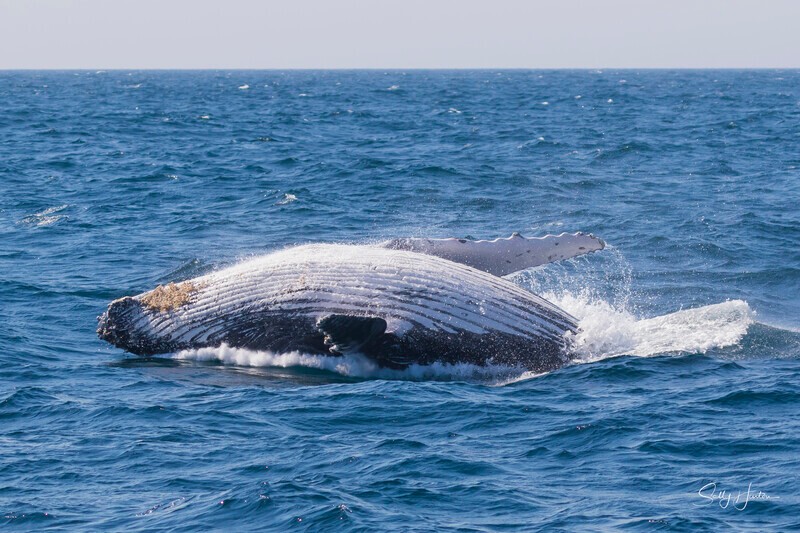 0A3A0464 - 2024 Whale Photos