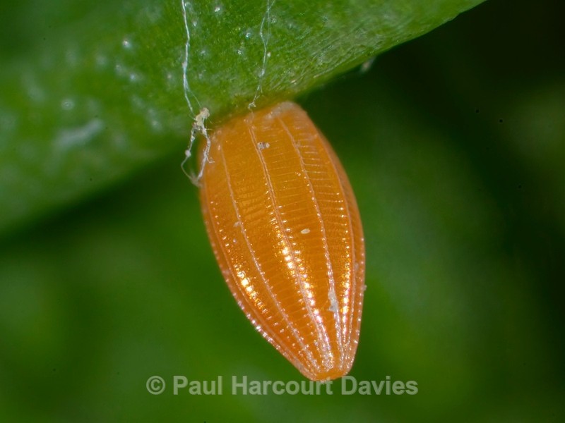 Butterfly egg- Orange-tip (Anthocaris cardamines) - Ten Metres from Home 2021