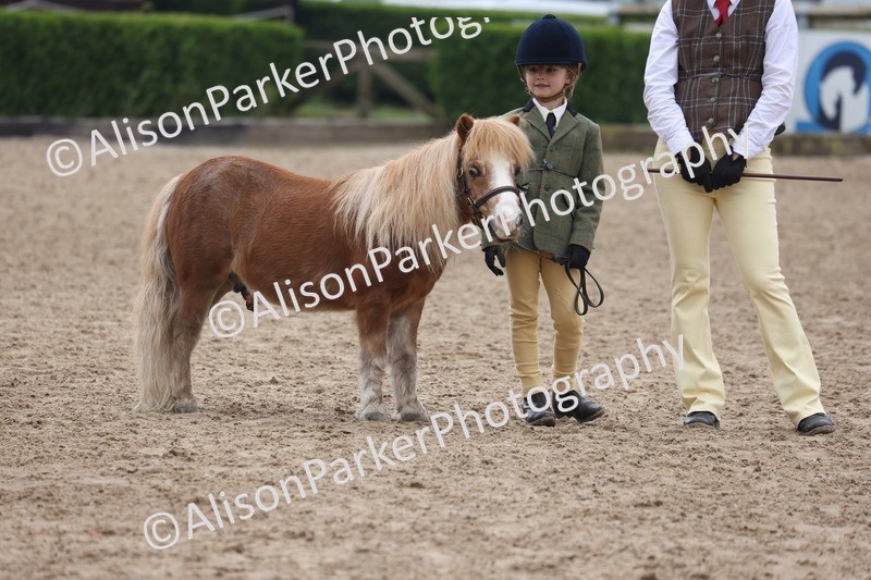 20260504-0533 - Class 4 - Minitures and Shetlands