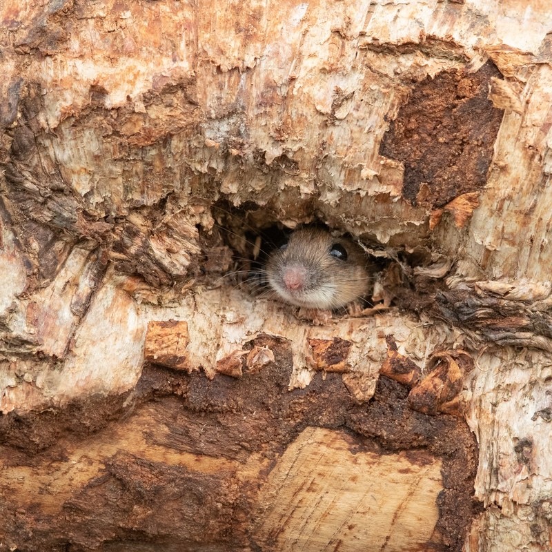 Birch Mouse SD2525 - Greeting Cards