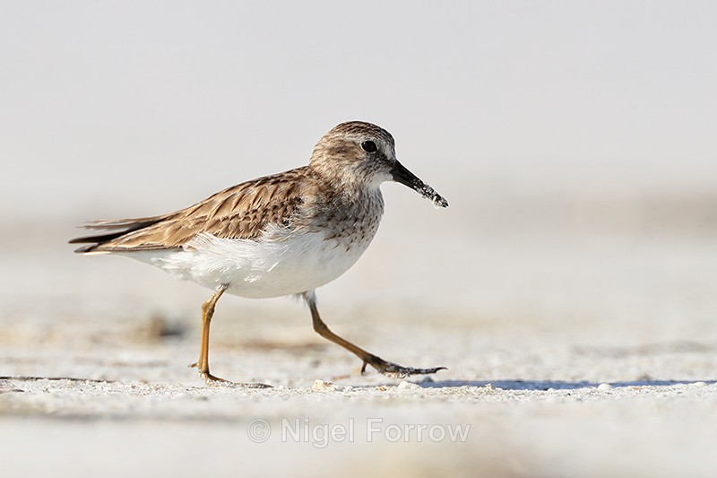 Least Sandpiper close side view, Fort De Soto Park, Florida - Least Sandpiper