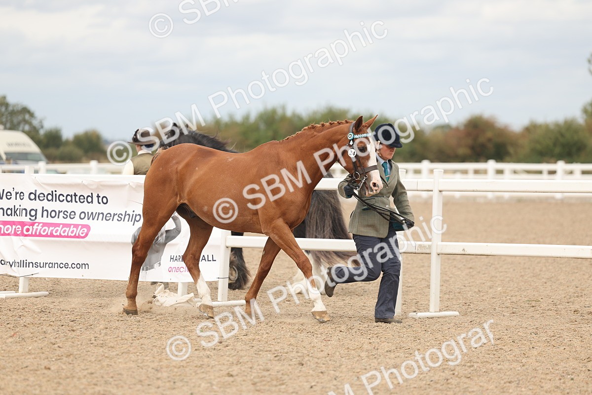SBM_16957 - Class 312 - IH Competition Horse-Pony