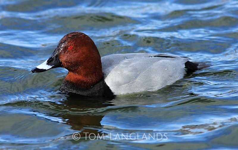 Pochard - Wildfowl
