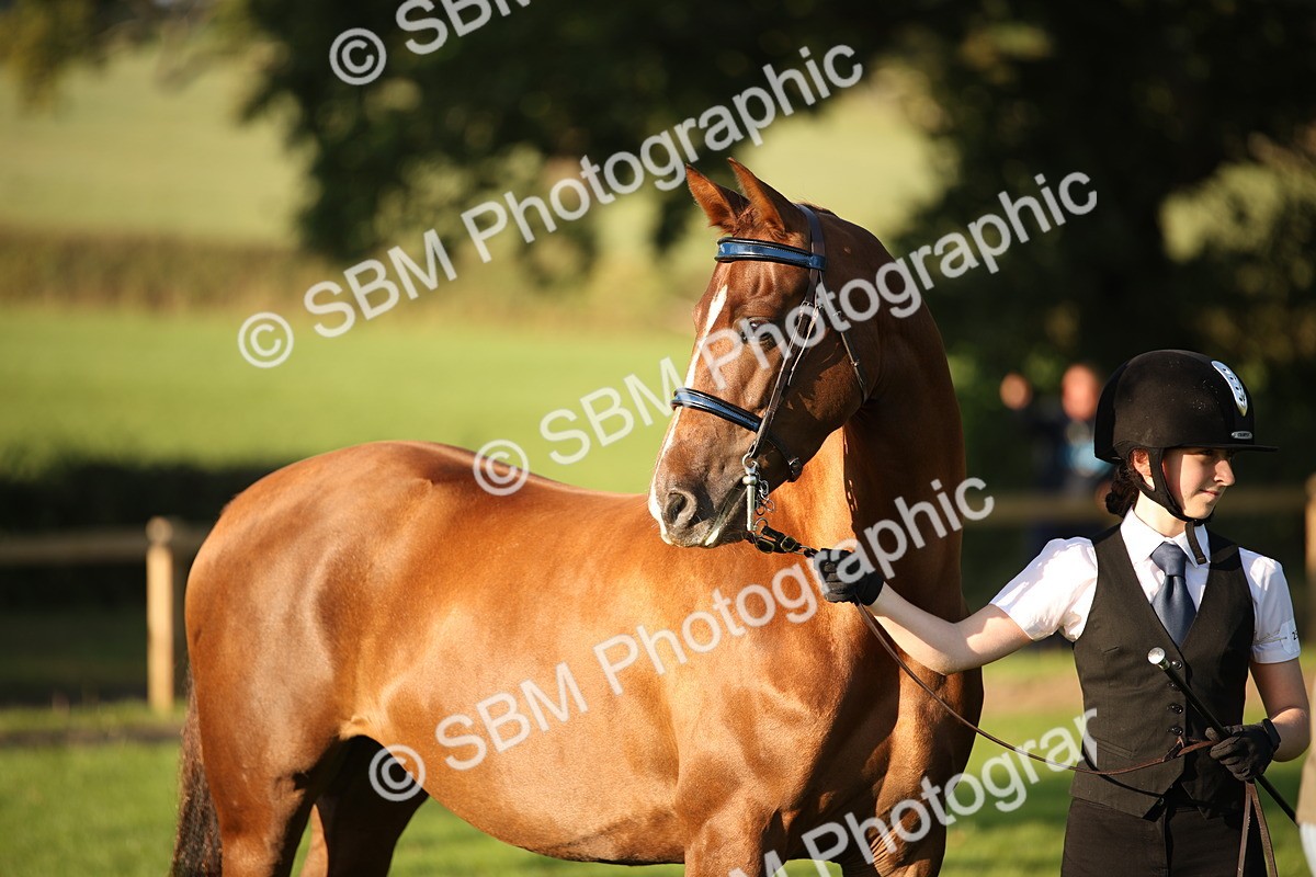 SBM_57560 - S50 - Foreign Breeds In Hand
