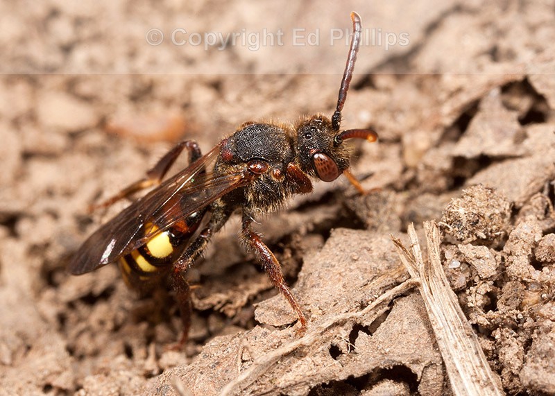 Nomada leucophthalma