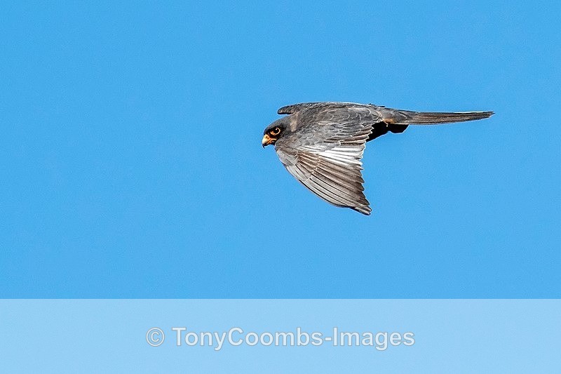 Red-footed Falcon   (m) - Danube Delta