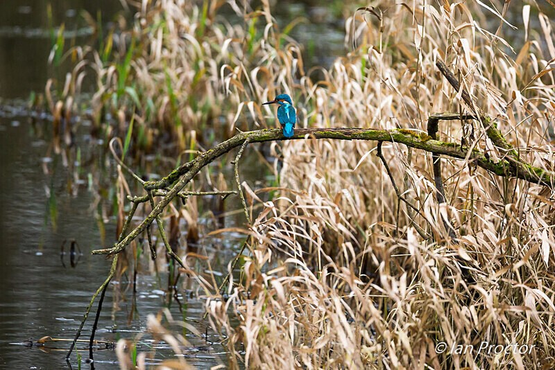 Kingfisher on the Riverbank - Nature