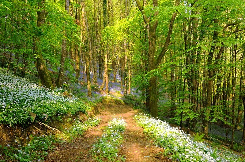 LO57  Duloe Woods near Looe - Greeting Cards - Looe