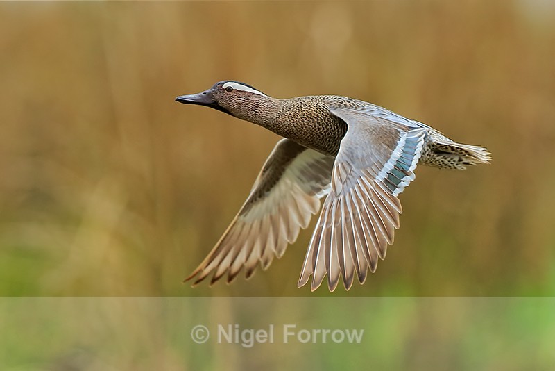 Garganey (male) flying, Stratfield Brake, Oxfordshire - Garganey