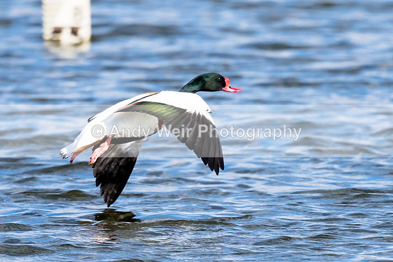 20150320-8E0A8322 - Shelduck