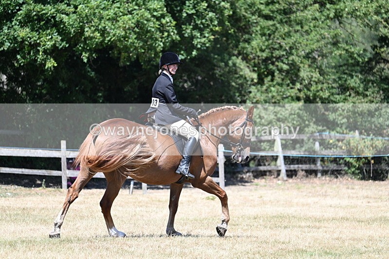 WJ7_3018 - Class 7 Riding Club Show Horse