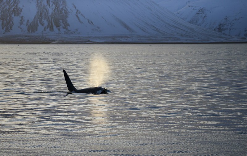 Orca (Killer Whales) Iceland Ref Orca 12 - ORCA, (Killer whales) Scotland( John Coe & Aquarius) & Icelandic Orcas