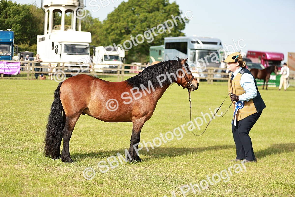 SBM_00602 - Class 14-23 - Mountain & Moorland In Hand Non Welsh