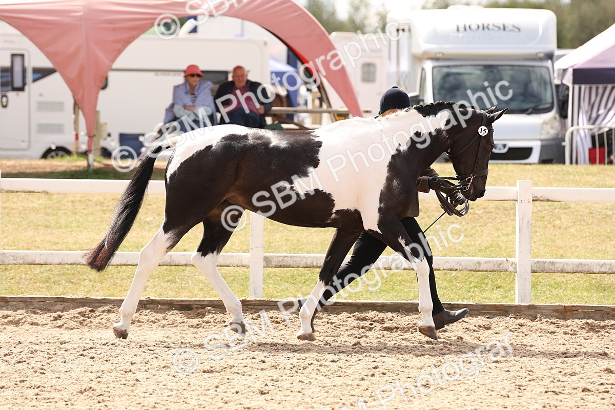 SBM_15330 - Class 210- IH Show Horse