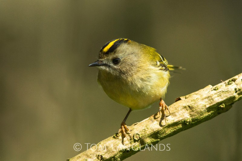 Goldcrest - All Other Birds