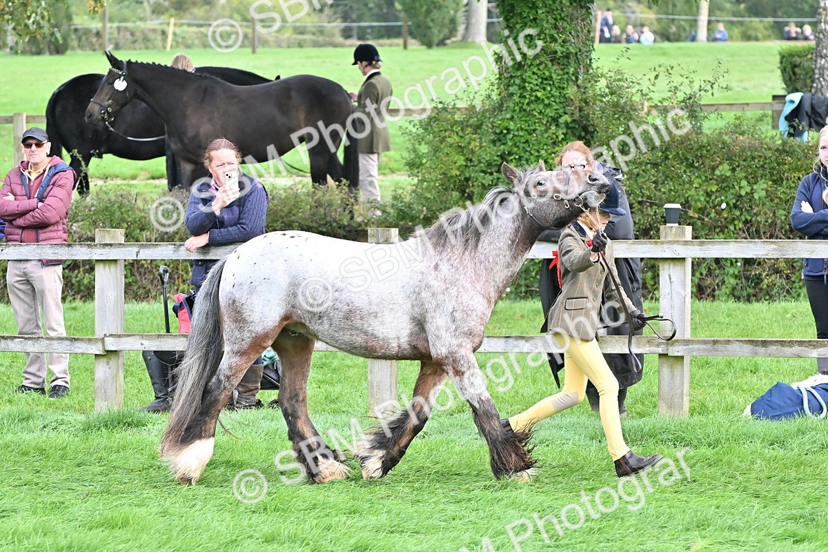 SBM_56900 - S45 - Coloured Pony In Hand