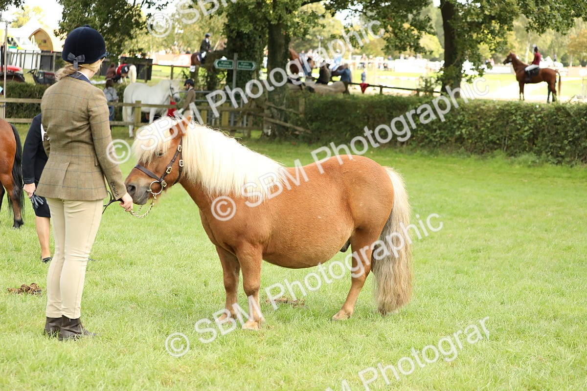 SBM_62801 - S46 - Mountain & Moorland In Hand Small Breeds