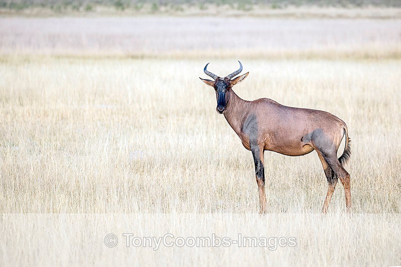 Tessebe - Botswana ~ The Mammals