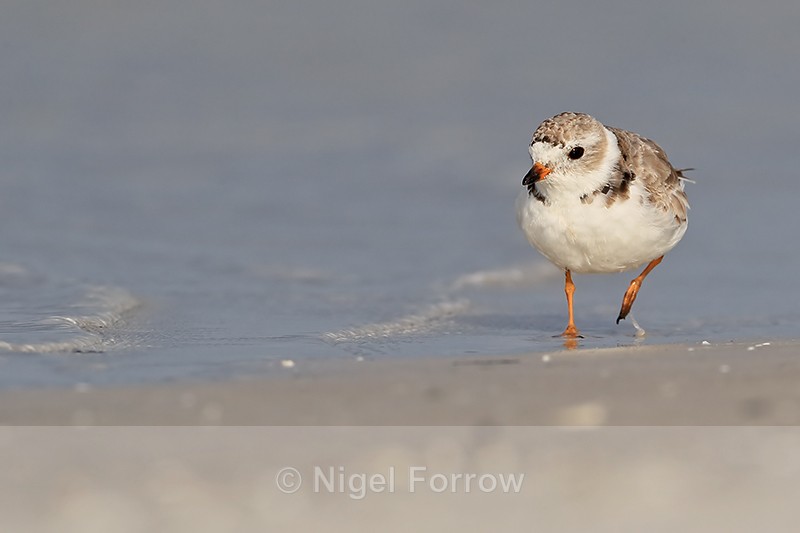 Piping Plover walking along shoreline, Fort De Soto Park, Florida - Piping Plover