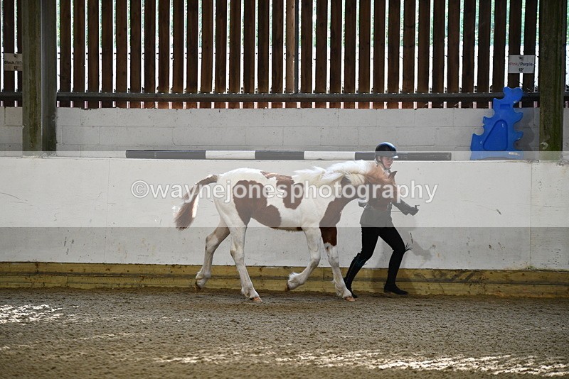 WJ5_3420 - Class 1 Youngstock