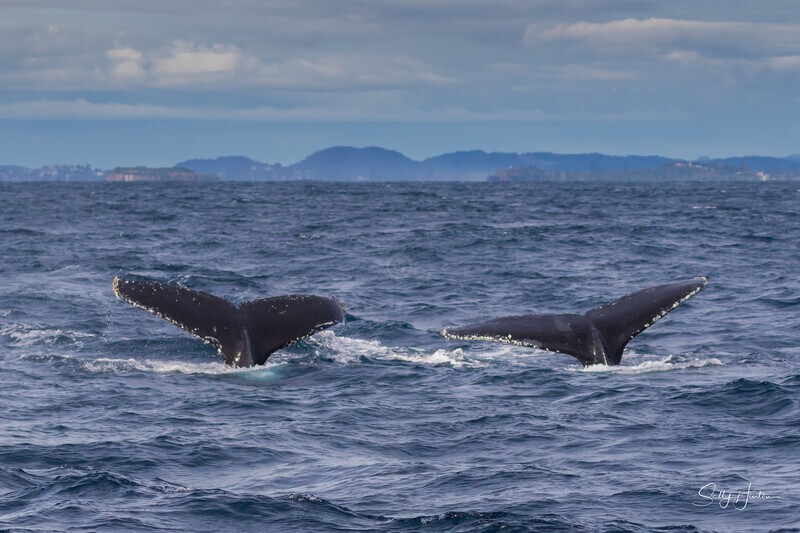Synchronized Humpbacks 2. 0A3A0269 - 2025 Whales
