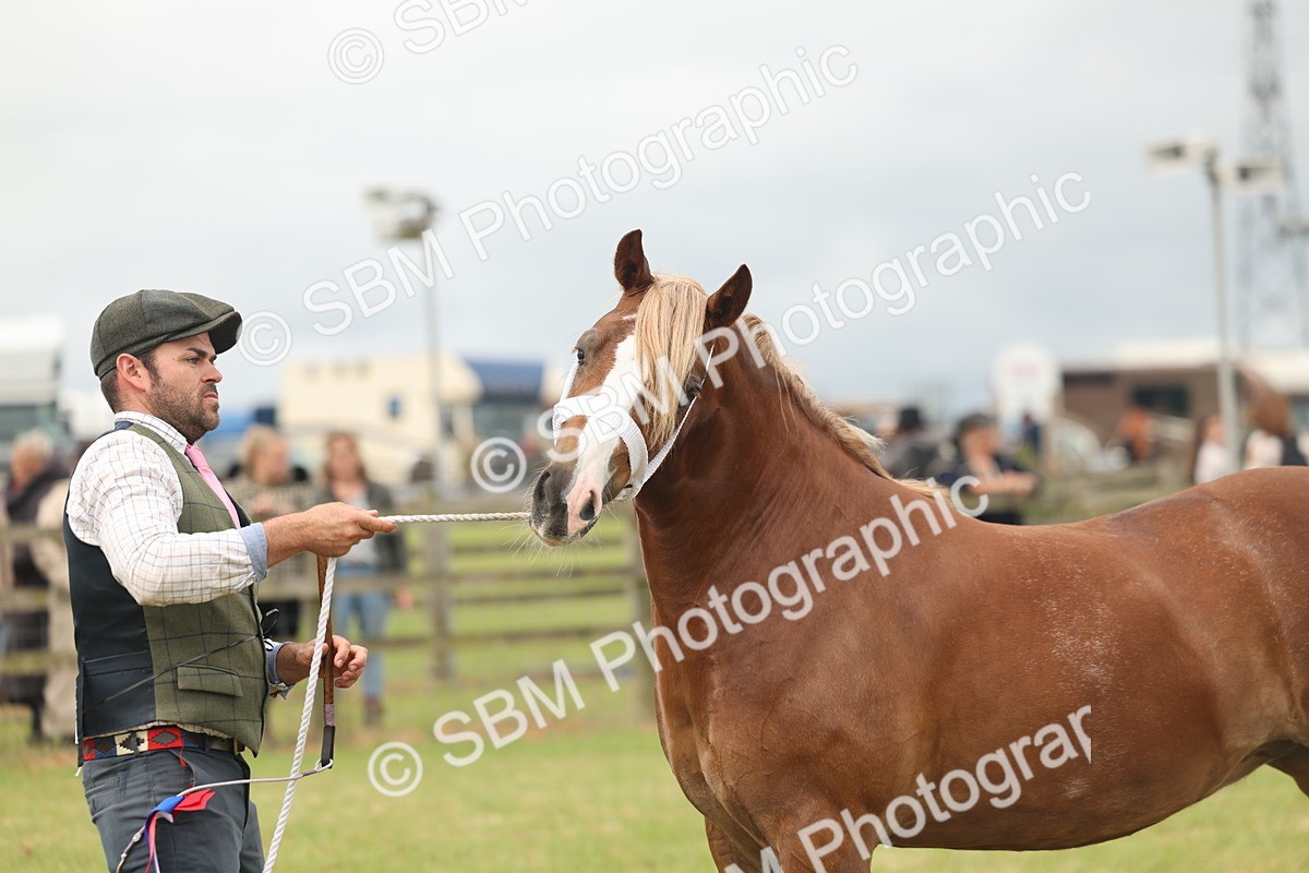SBM_04992 - Class 50-57 - M&M Welsh Pony In Hand