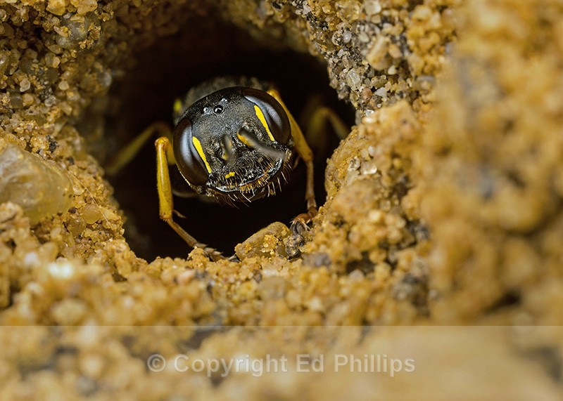 Mellinus arvensis (f) - Mellinus arvensis