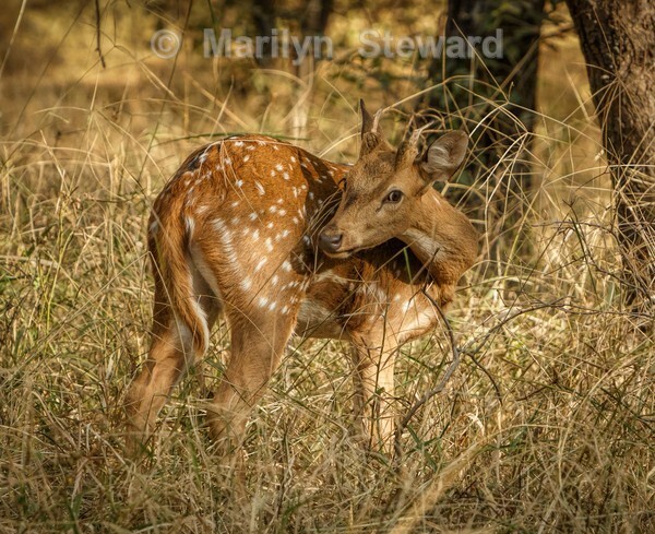 Chital deer - Exhibition acceptances