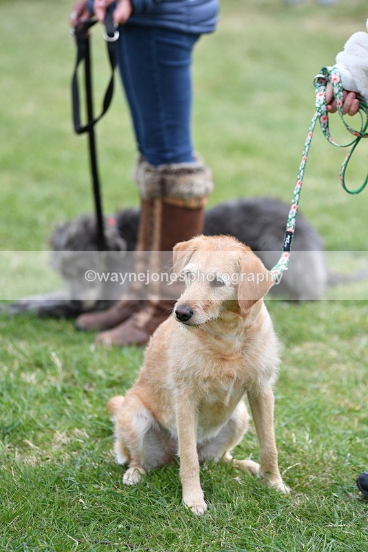 WJ5_9354 - Class 1 Best Cross Breed / Heniz 57