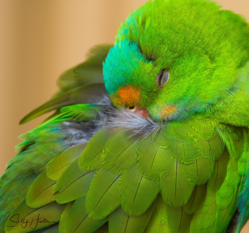Green Parrot 4