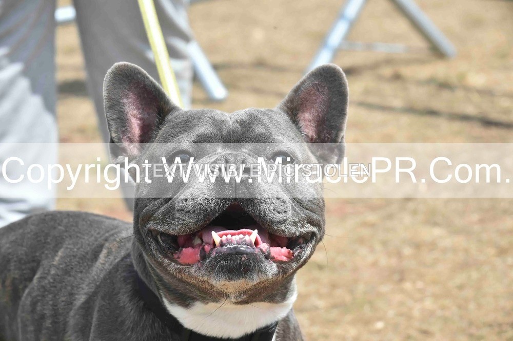 SH4_0062 - Dog show.