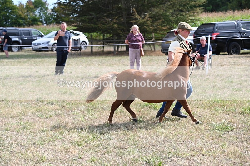 WJ6_6966 - Class 21 Shetland & Mini Horses