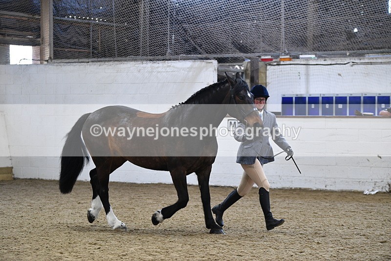 WJ5_4712 - Class 3 Part Bred In hand