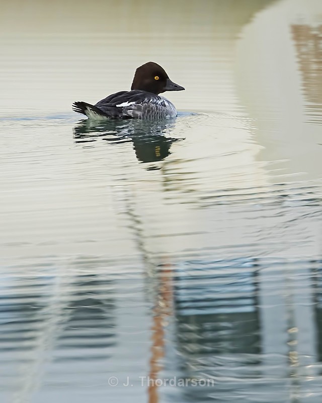  - Ducks