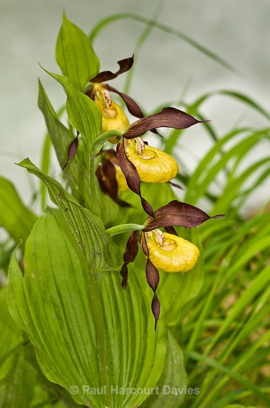  - Orchids - Various