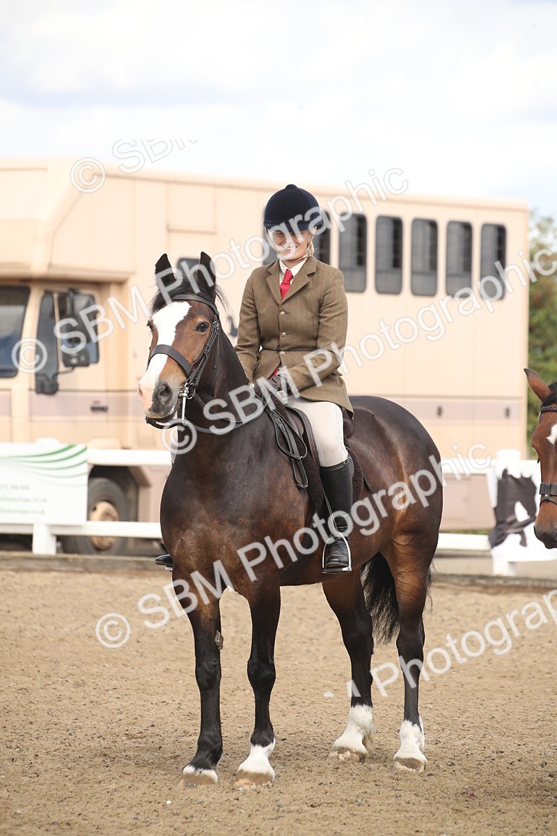 SBM_14583 - Class 505a - M&M Working Veteran - 50cm (15-19)