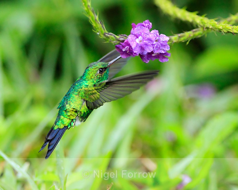 Canivet's Emerald (male) hovering while feeding, Monteverde - Canivet's Emerald