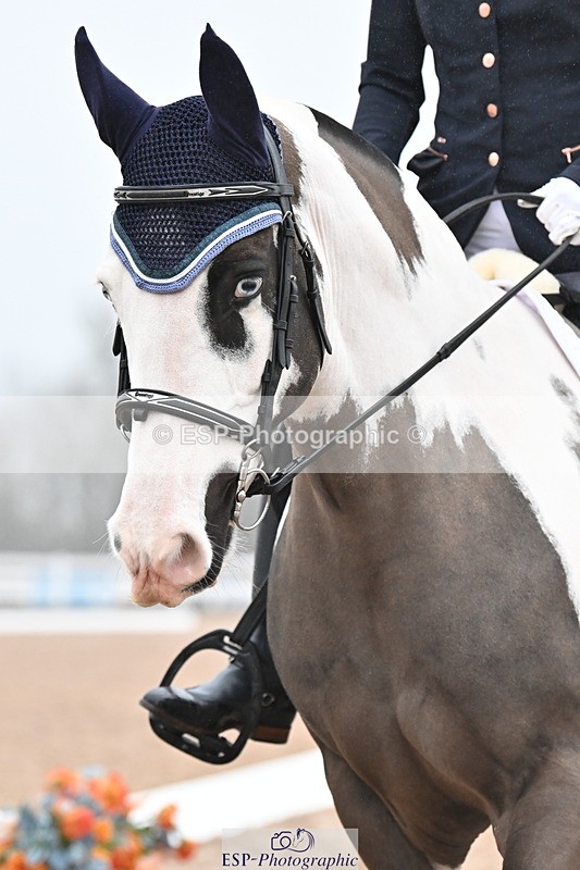 240217A-120912-02127 - 100-Gemma.Pine-Major.IV