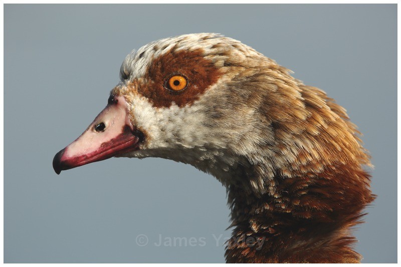 A Gander with its Hackles Up - River Scrape & Lake