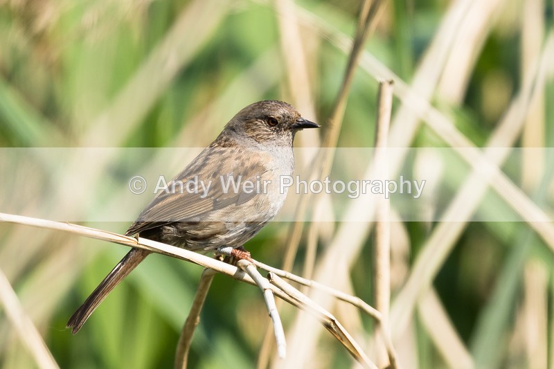 20160606-8E0A7245 - Dunnock & Wren