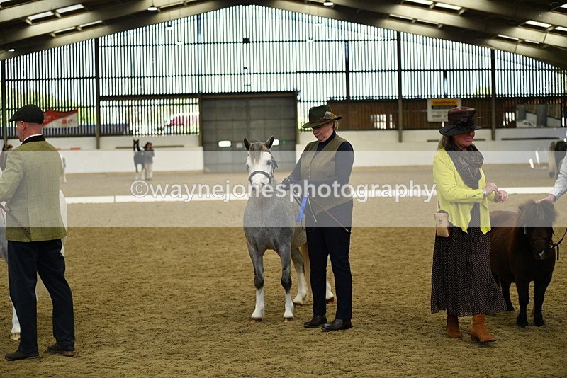 WJ5_5554 - Class 8 In hand cob