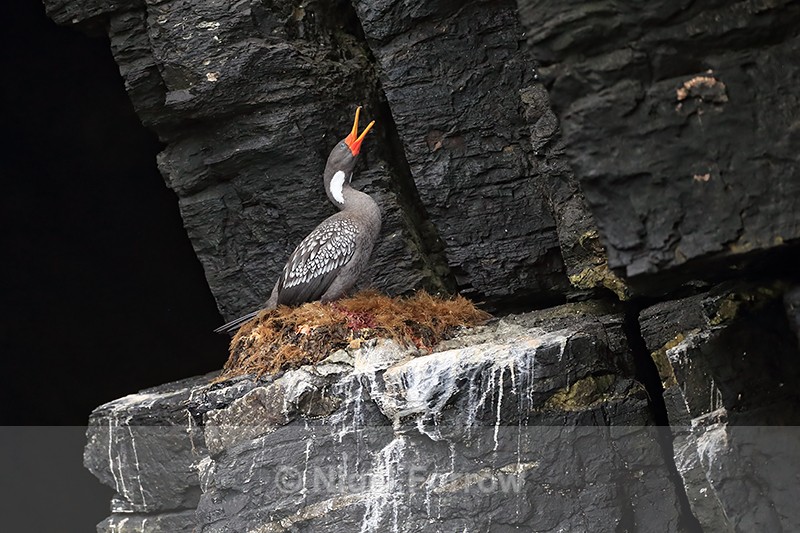 Red-legged Cormorant calling, Chile - Red-legged Cormorant