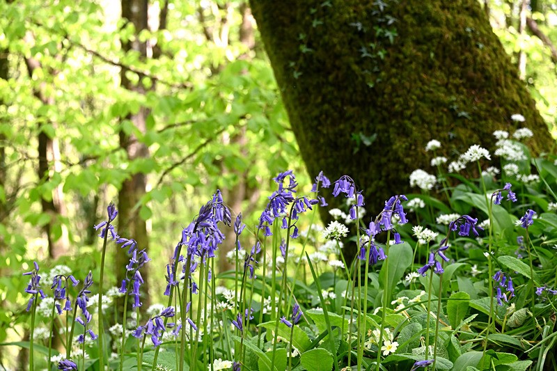 Bluebells near Looe in Cornwall - Bluebells