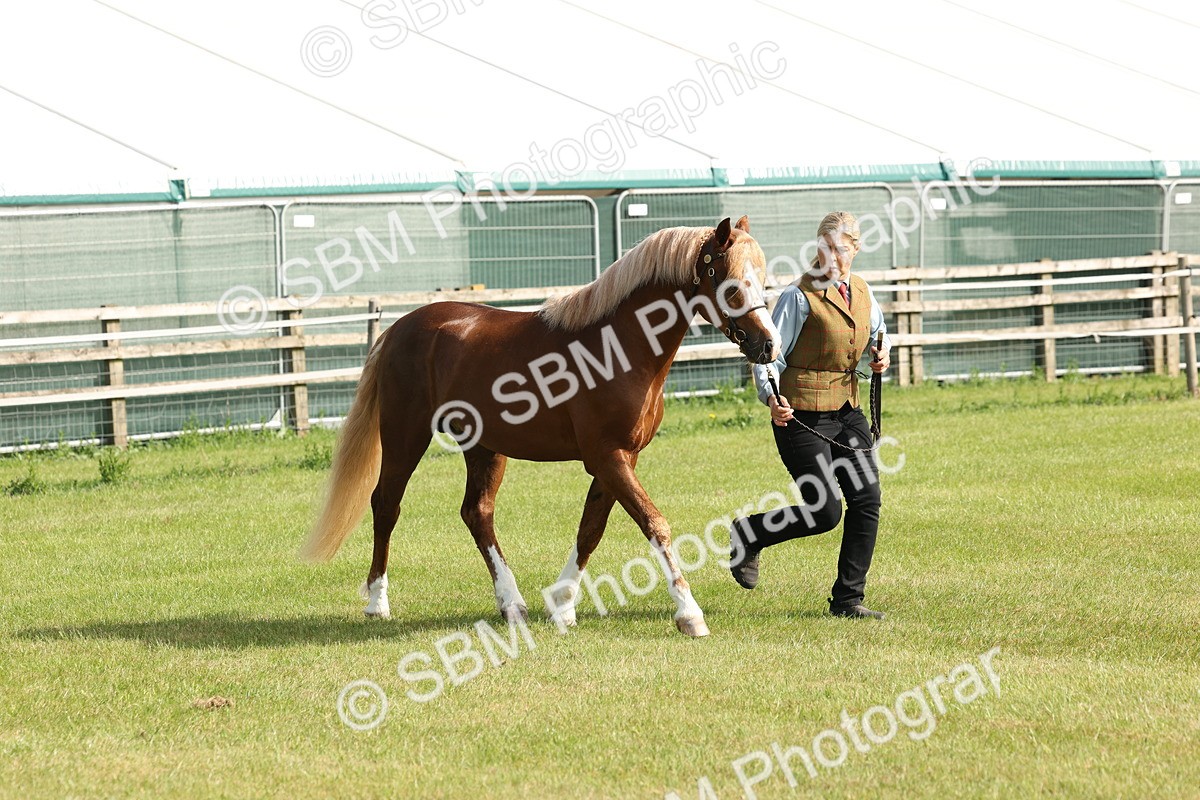SBM_00704 - Class 6-13 - Mountatin and Moorland In Hand Welsh Breeds