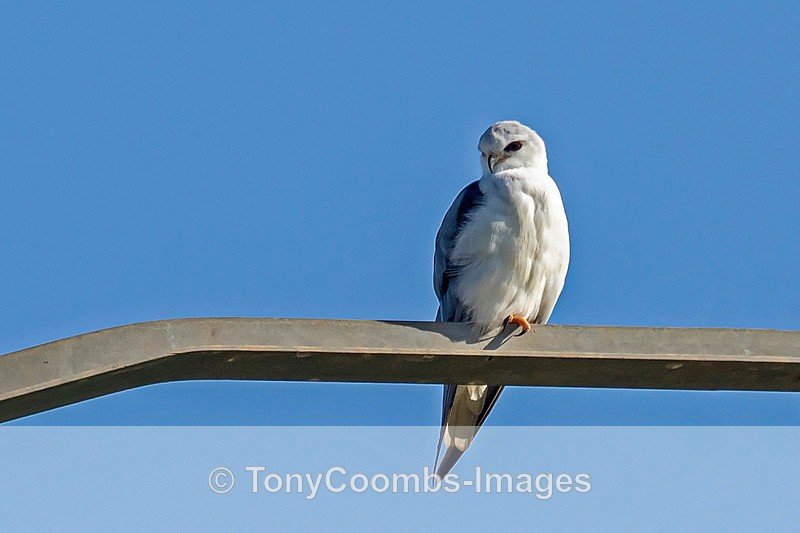 Black-winged Kite - Spain  2016