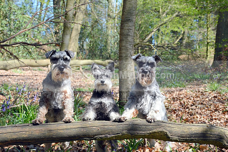  - Schnauzers