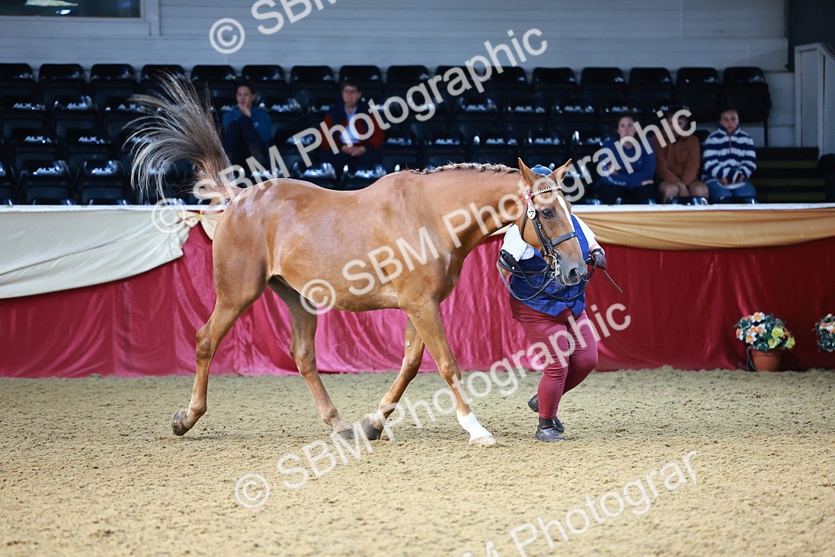 SBM_21799 - Class 901 - Supreme Final - IH  Diamond