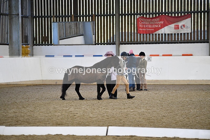 WJ5_4181 - Class 6 In hand M&M - Large Breeds