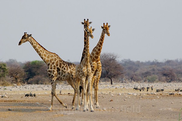 - African Journey