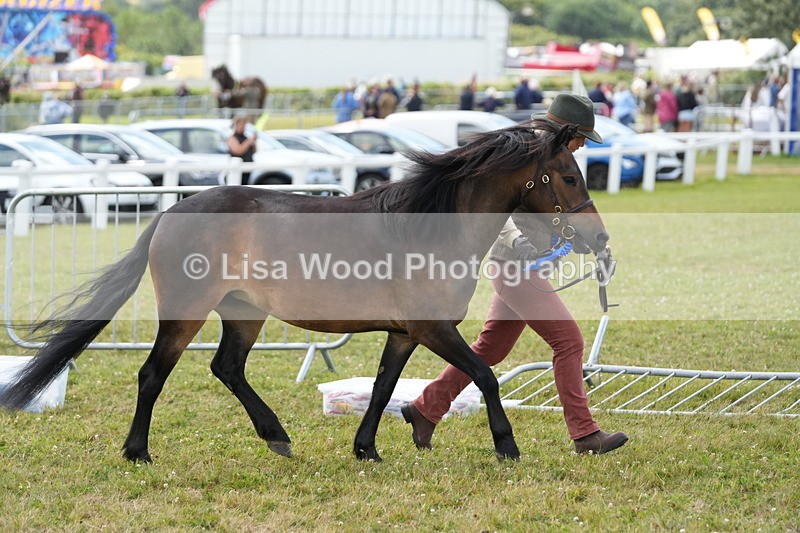 DSC05944 - NPS M&M In Hand Championship